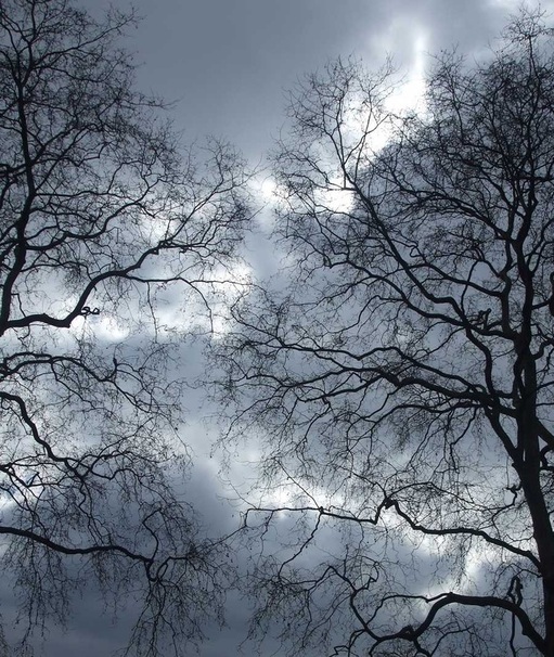 lightning, trees, winter, London