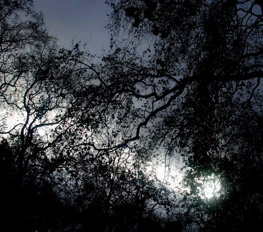 Mary Josefina Cade, London, winter, light, bare trees, sorcery