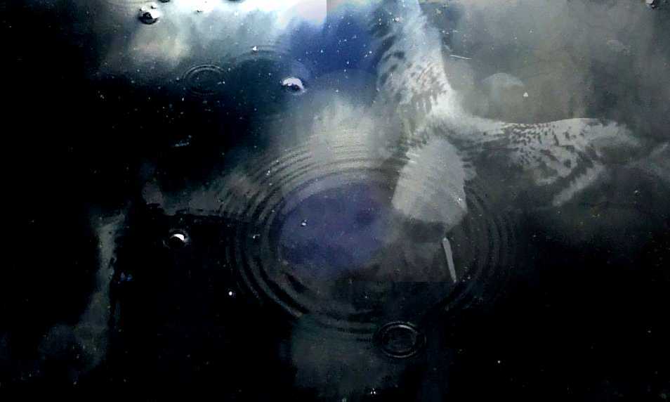 Mary Josefina Cade, alchemical pigeon, spinning moon, London magic