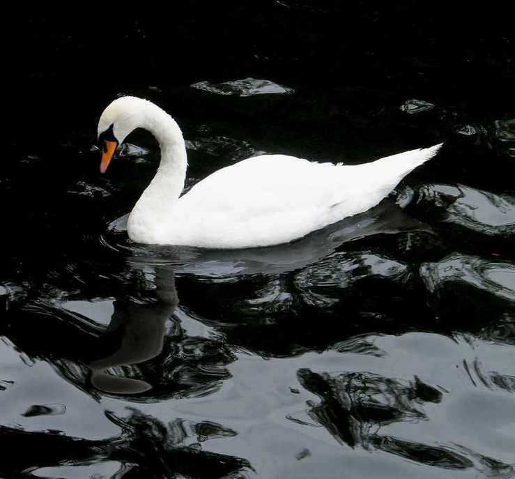 Swan magic London Lohengrin Mary Josefina Cade Regents Park